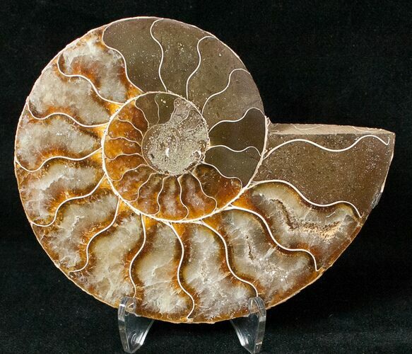 Ammonite Fossil (Half) - Million Years #17736